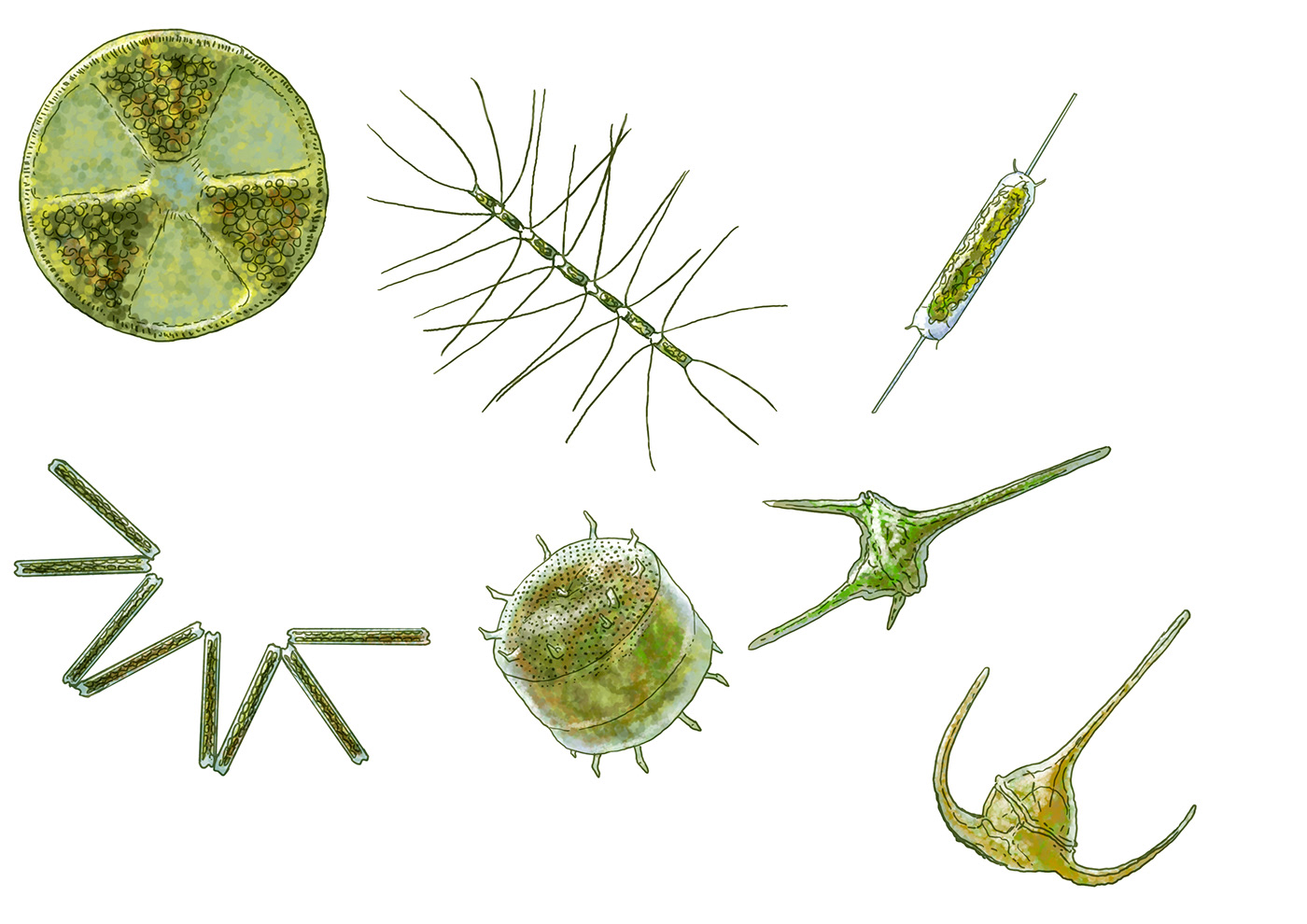 Фитопланктон образован. Фитопланктон водоросли. Фитопланктон зеленые водоросли. Фитопланктон строение. Фитопланктон это растение.
