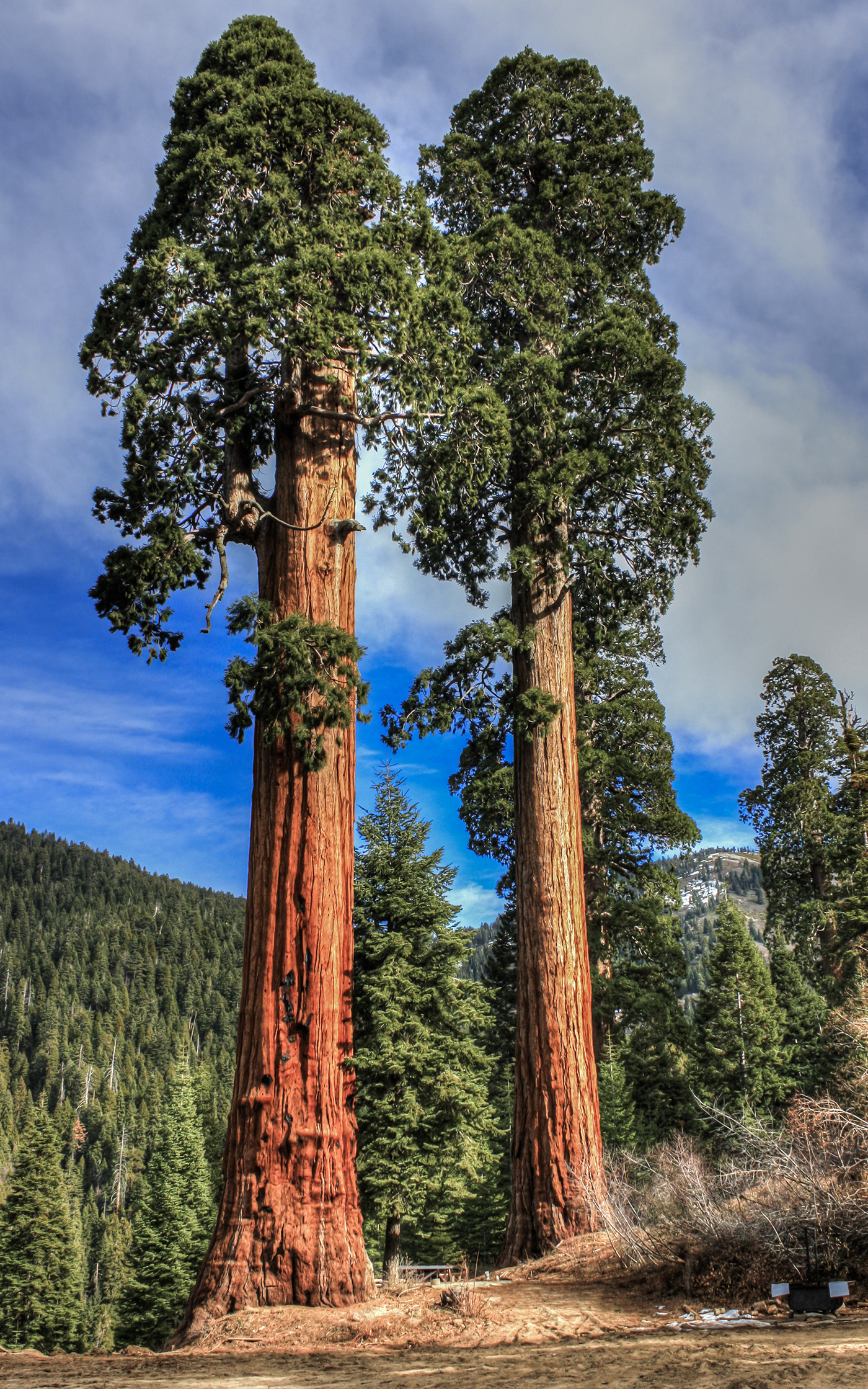 Самое самое в мире дерево. Секвойядендрон гигантский Мамонтово дерево. Секвойя вечнозелёная Sequoia sempervirens. Секвойя дерево гигант. Деревья Секвойя в Северной Америке.