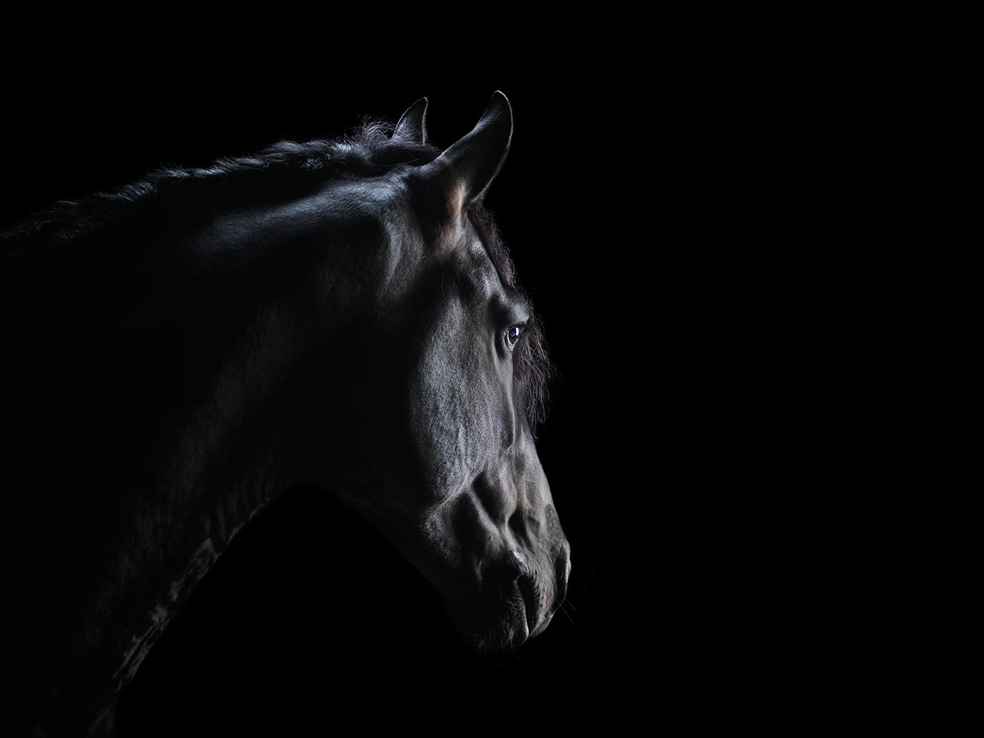 Лошадь на черном фоне. Конь на черном фоне. Черная лошадь на черном фоне. Лошадь на темном фоне.