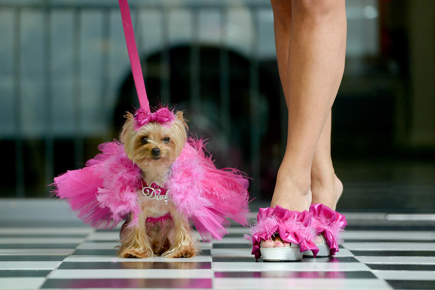 0 питомцев. Принцесса с собачкой. Розовая собака на руках. Собака в образе принцессы.
