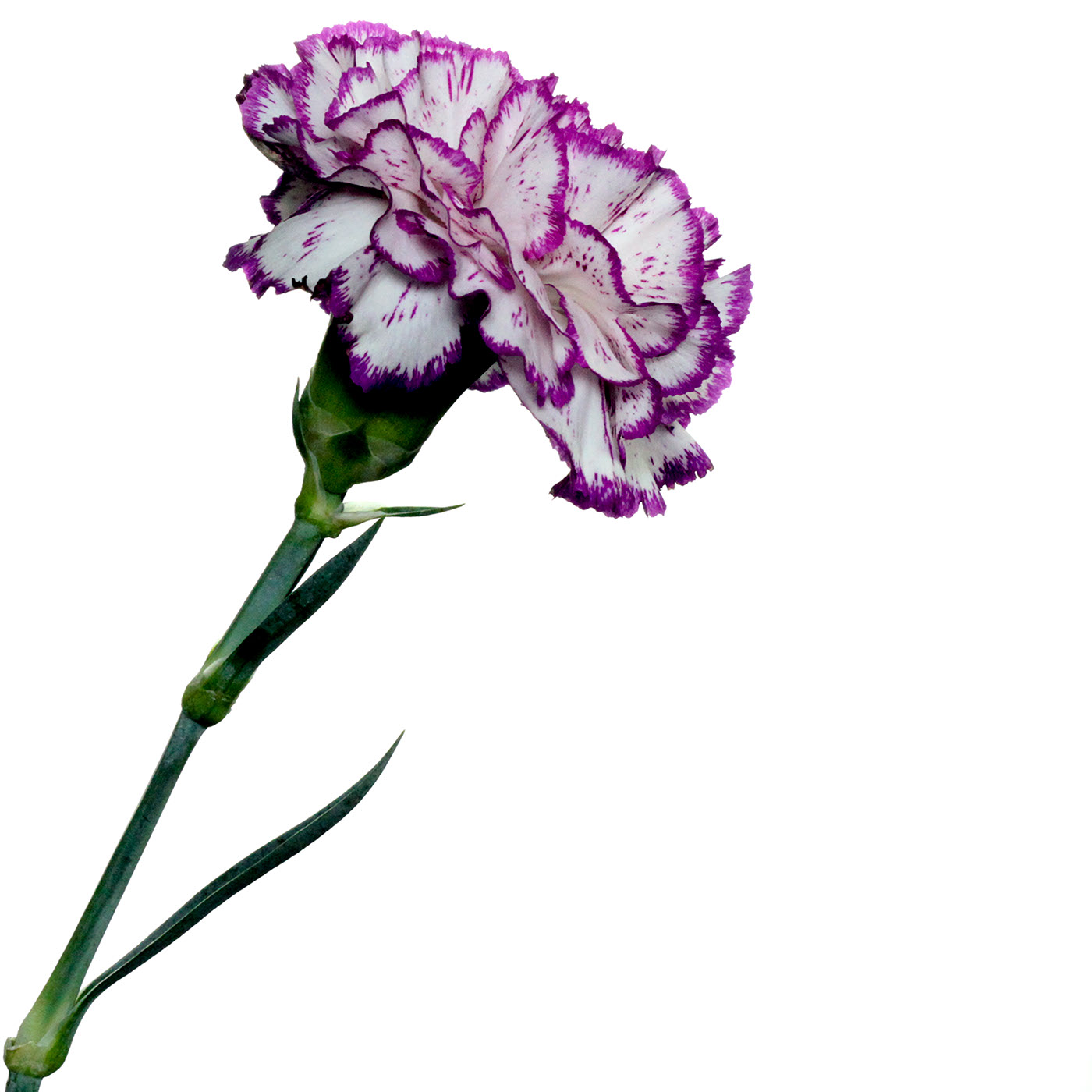 flower Flowers flower's Flora beauty carnation.