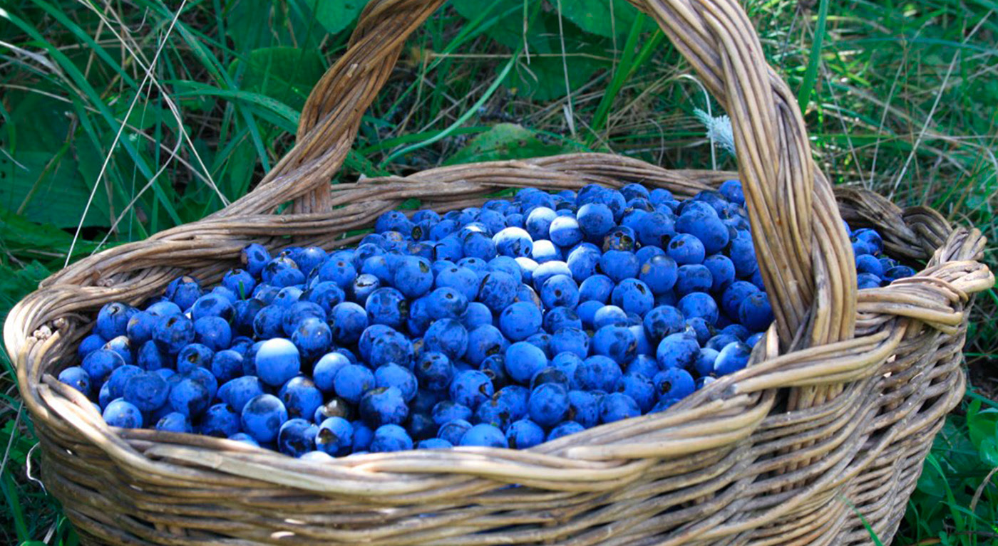 Blackthorn Fruit