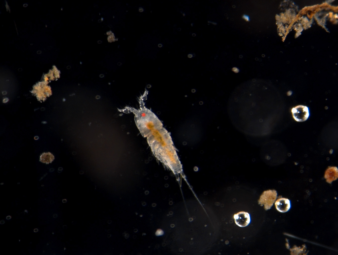 Зоопланктон уровень. Морской планктон. Планктон микрофотография. Моллюски планктон. Морской фитопланктон.