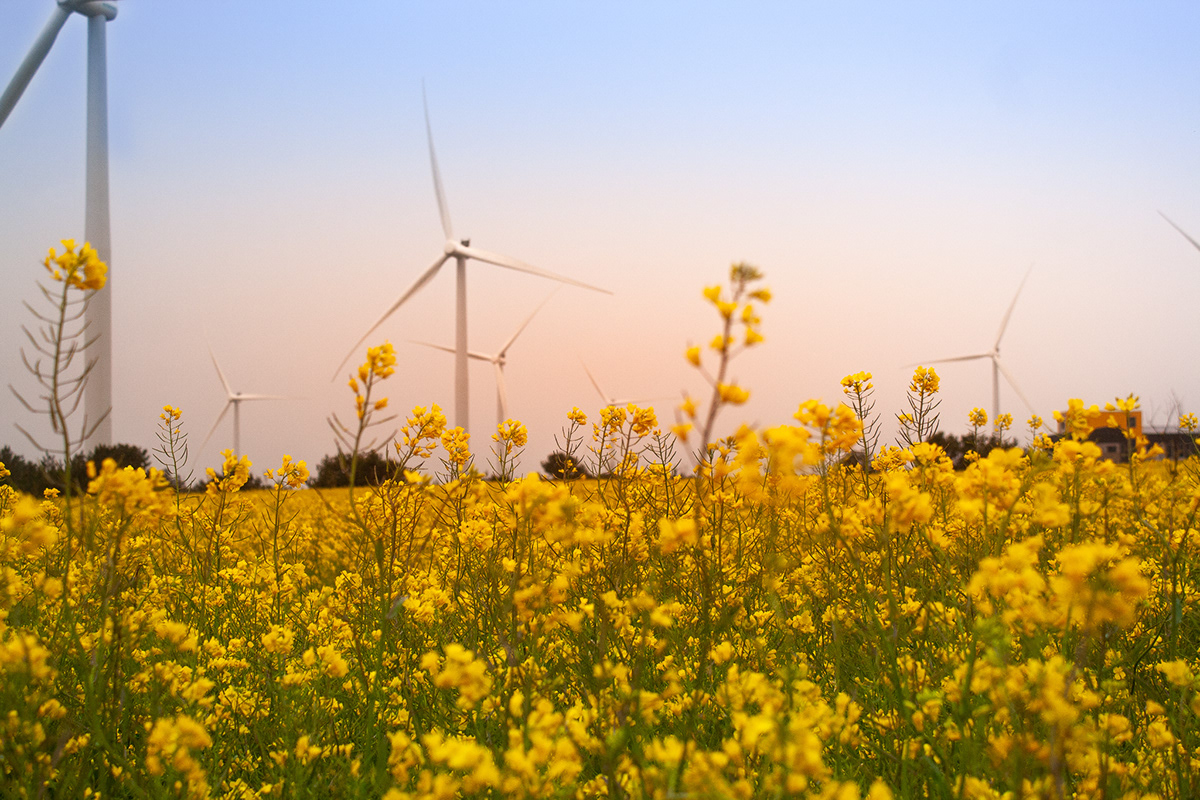 Field complete. Jeju canola Flowers.