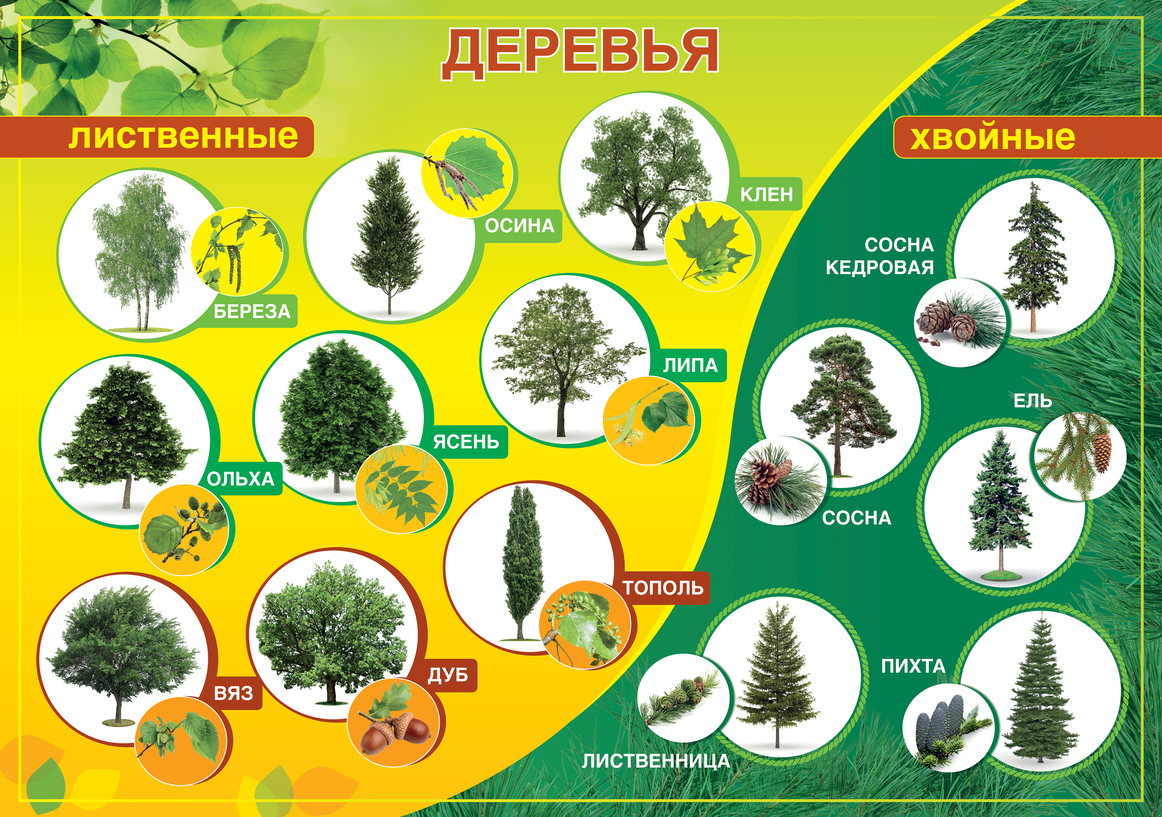Садовые деревья перечислить. Лиственные деревья названия. Лиственные и хвойные деревья. Хвойные деревья названия. Хвойные деревья названия с картинками.