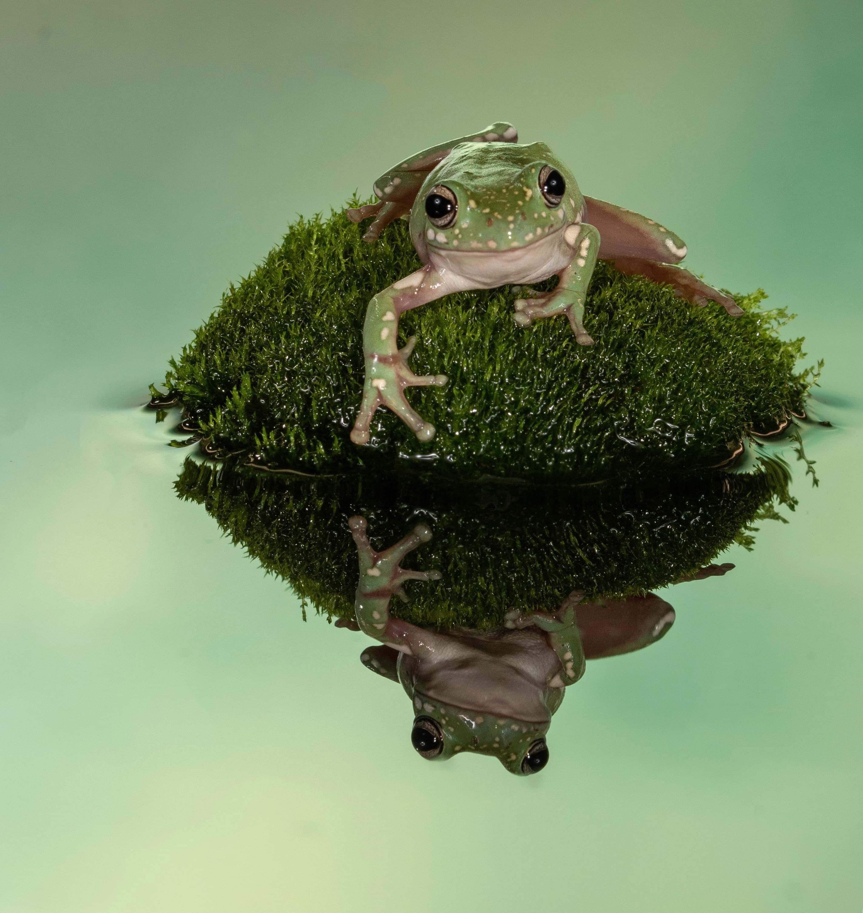 Frogs like. Frog like. Mops like a Frog. Jump like a Frog.