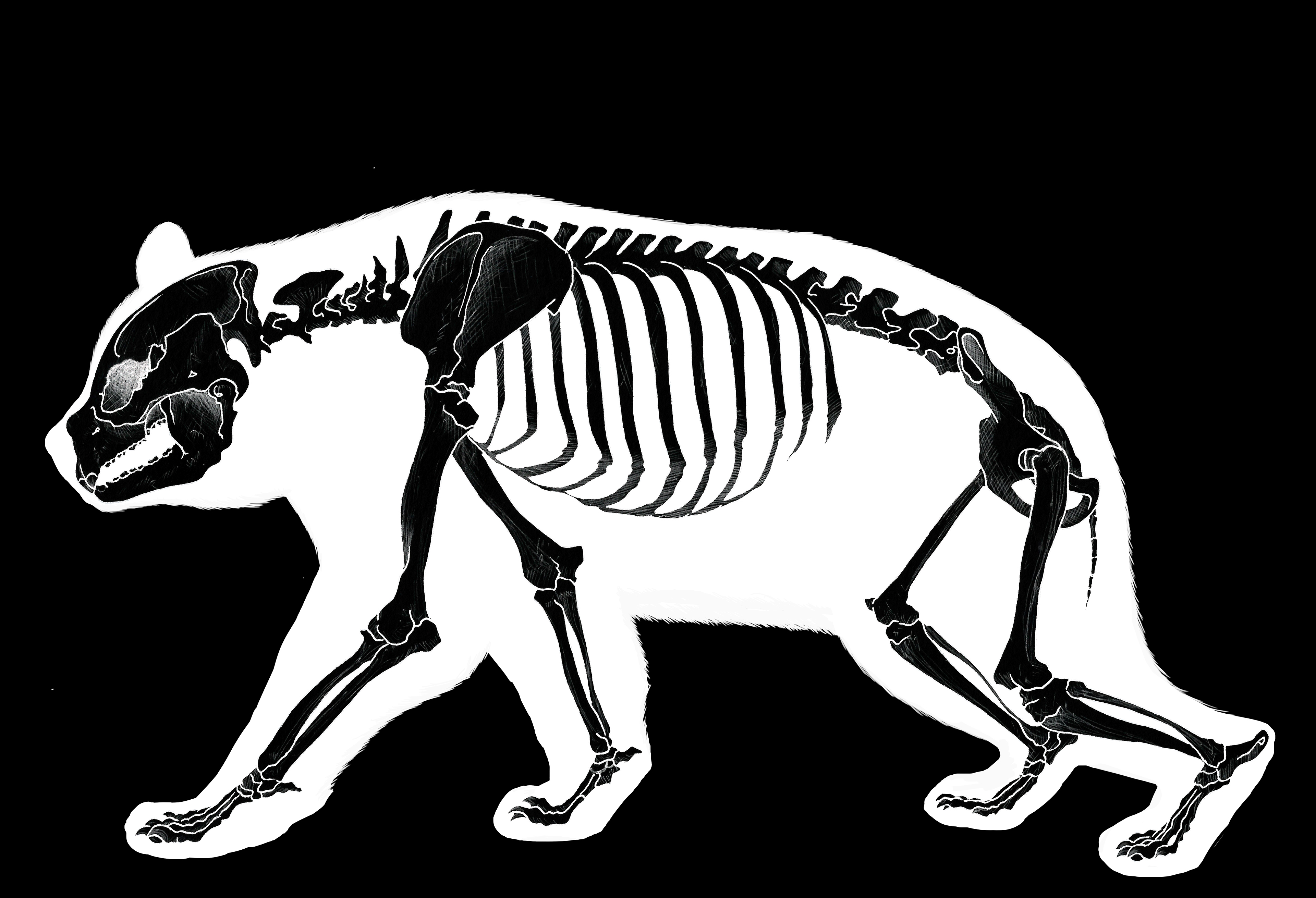 Panda Skeleton Panda, Animal skeletons, Felt animals