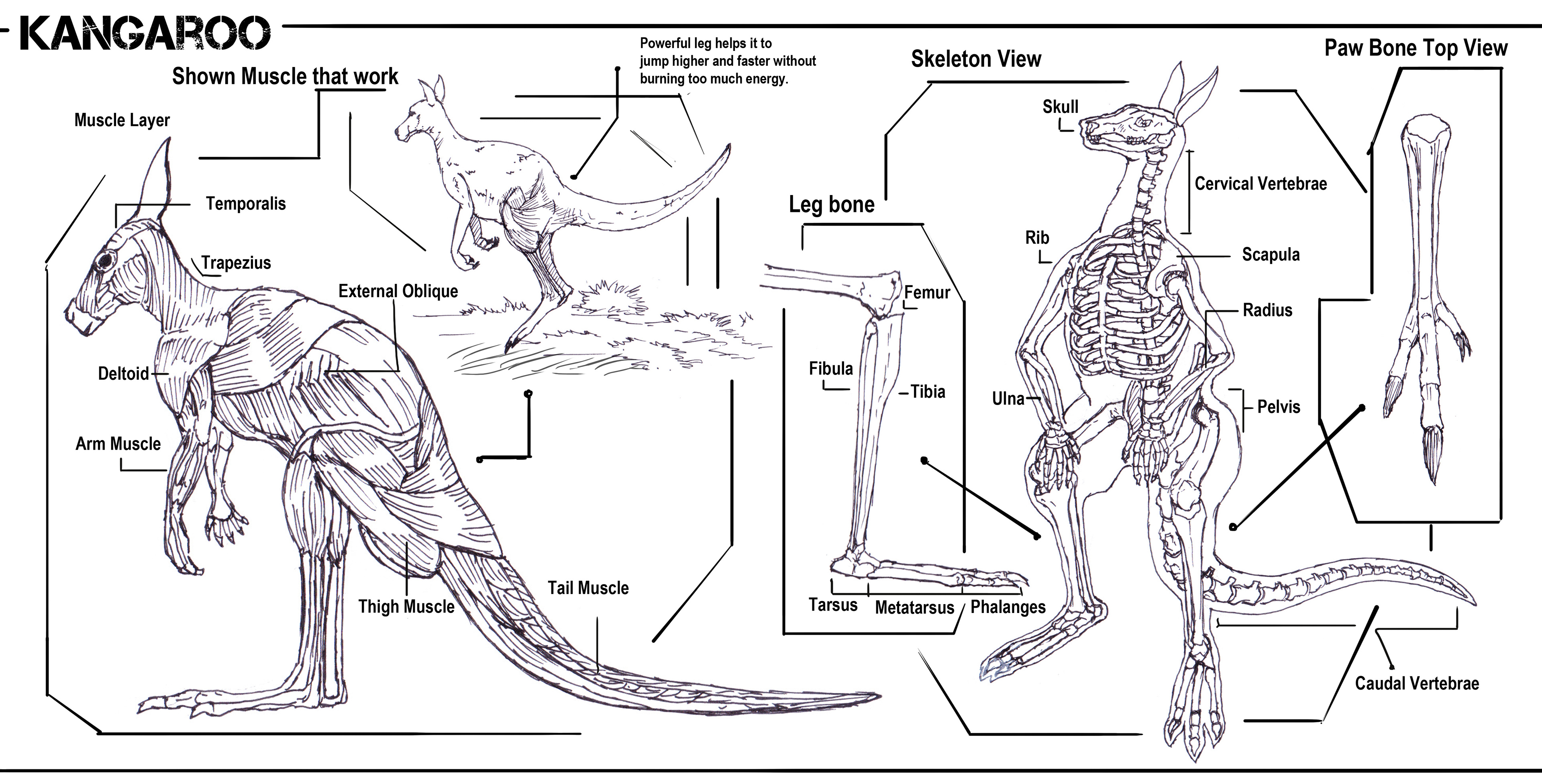 Скелет задних конечностей у млекопитающих. Скелет кенгуру строение. Строение скелета сумчатых. Строение сумчатых млекопитающих. Строение ноги кенгуру.