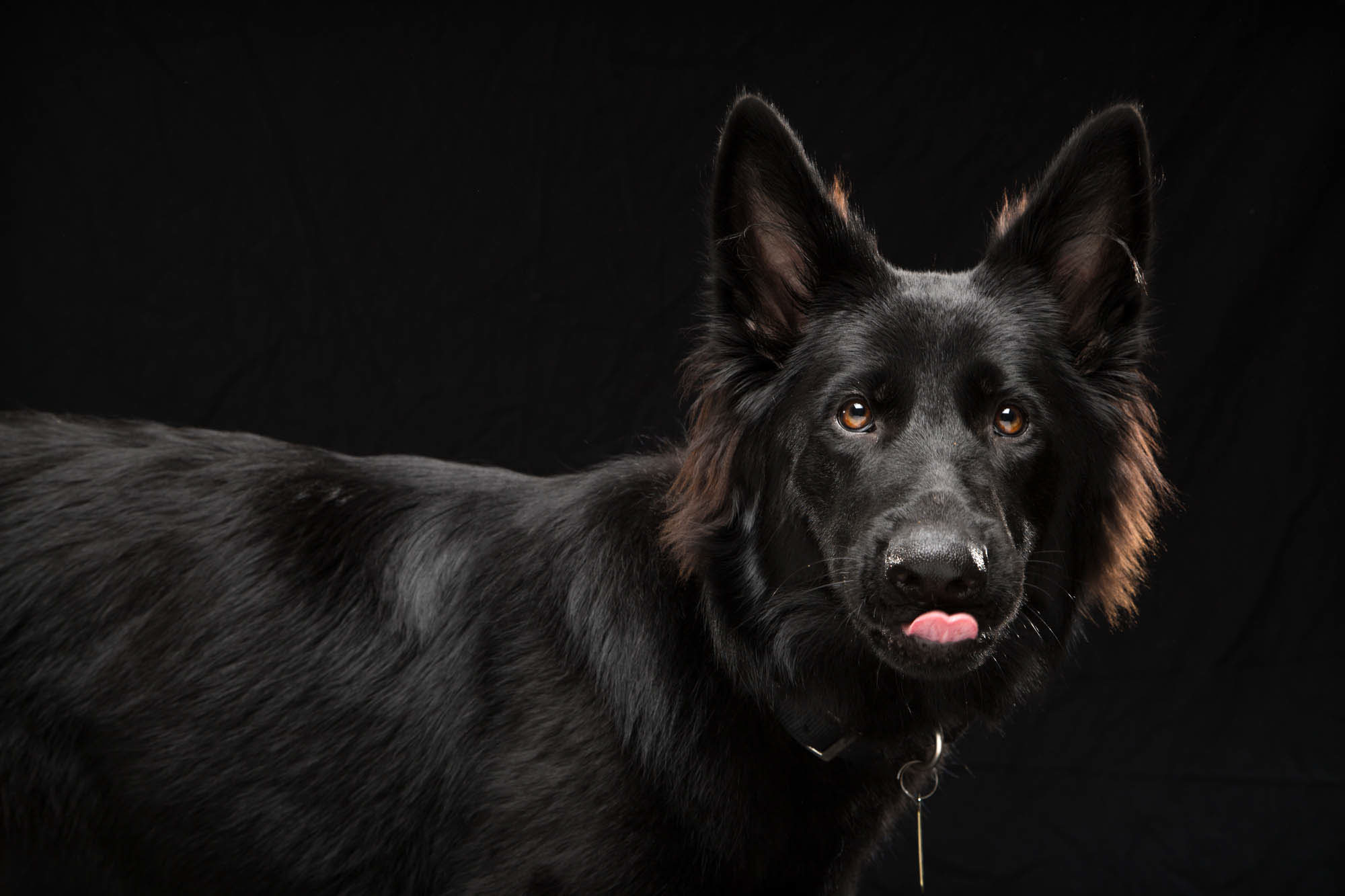 Черные псы это. Черные собаки. Черная собака с разными глазами. Черная собака удивилась.