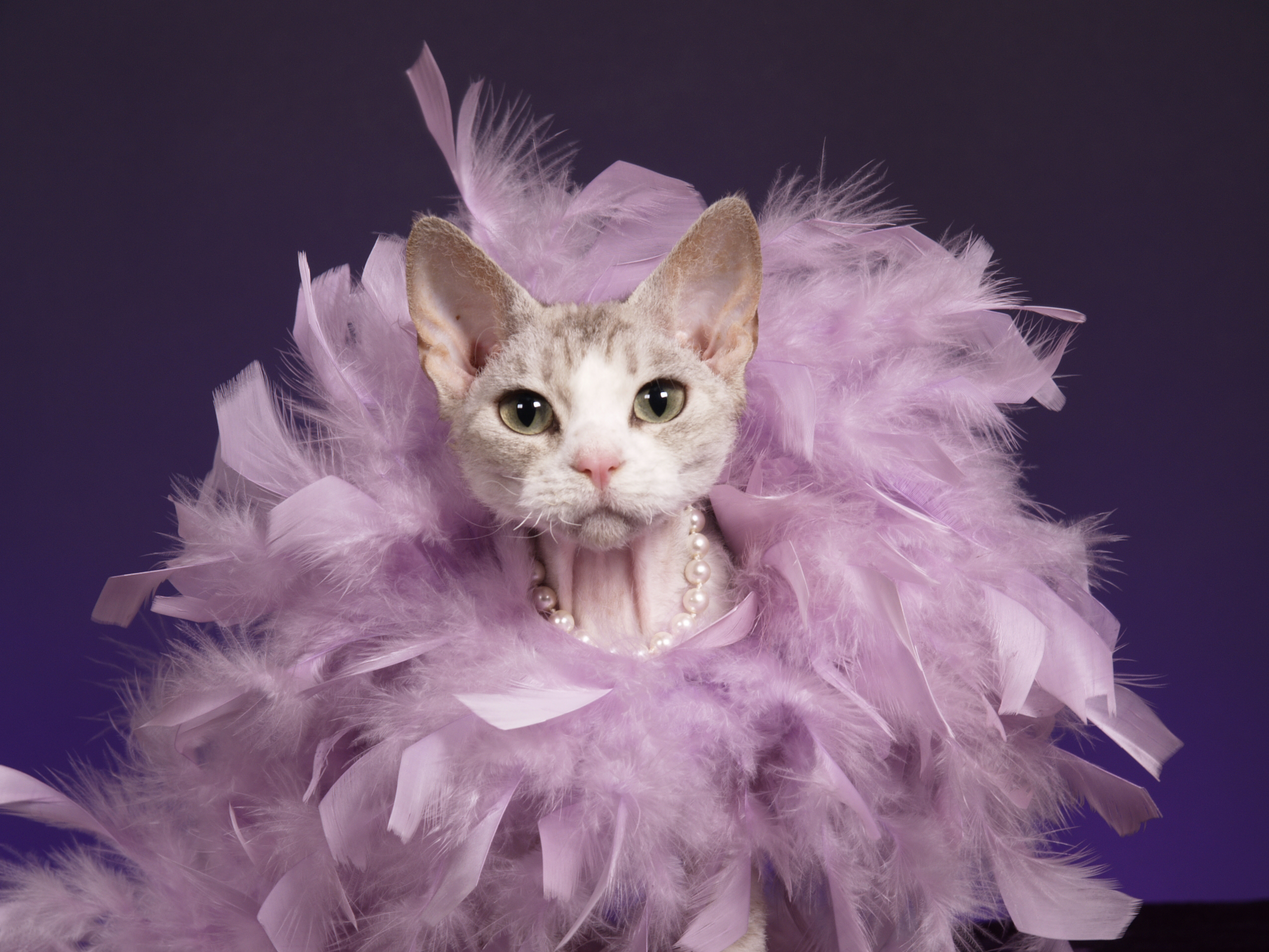 Кошечка в платье. Нарядная кошка. Гламурная кошка. Нарядный котик. Кошка в платье.