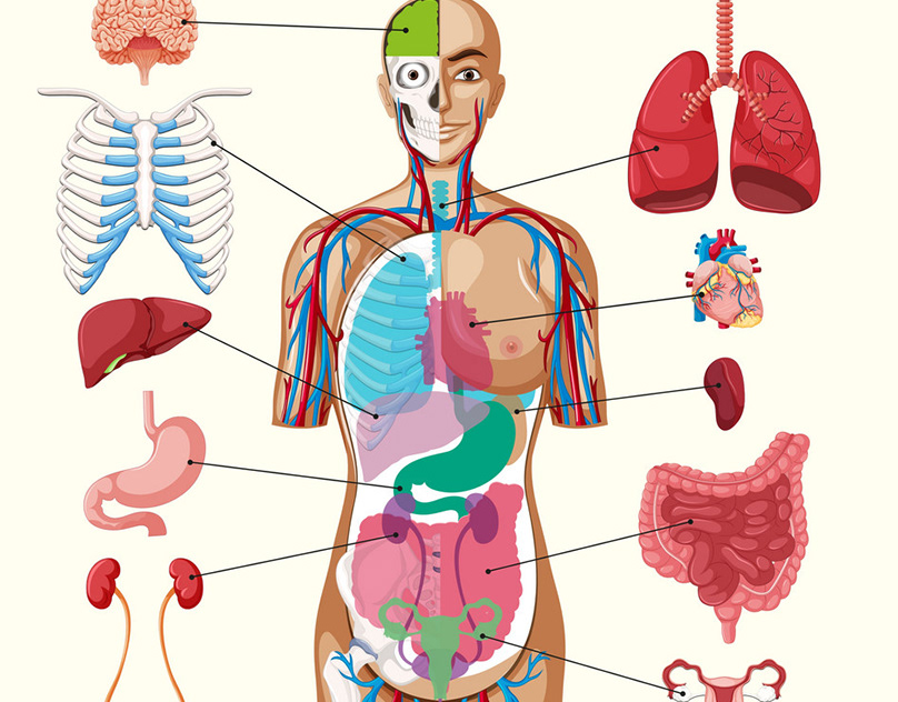 Внутренние органы картинки для детей